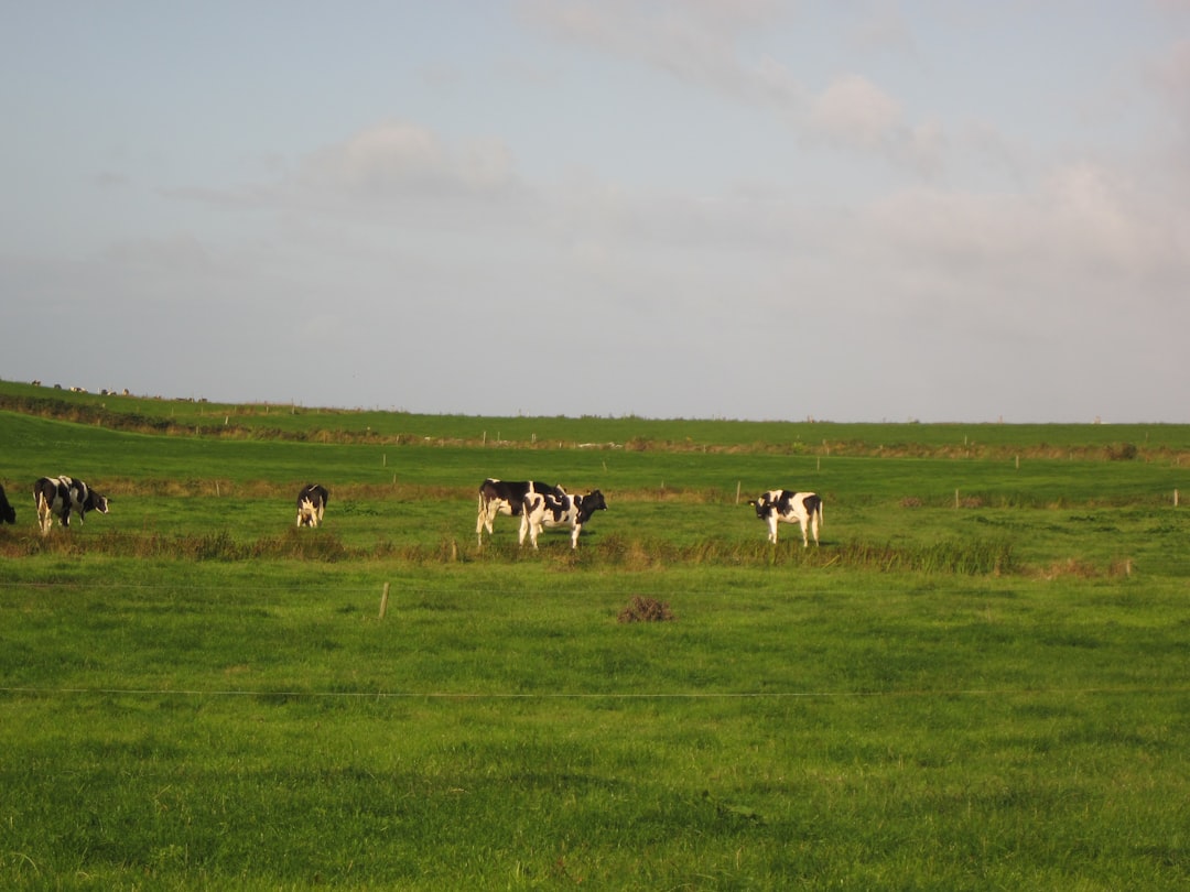 De warme en duurzame voordelen van een kurken vloer